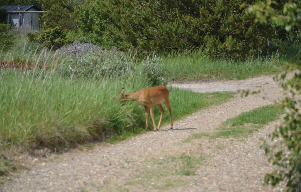 Feriehuse - Kjul Strand , Danmark - A03855 16