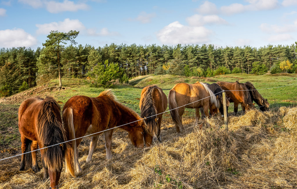 Feriehuse - Blokhus Strand , Danmark - A14062 8