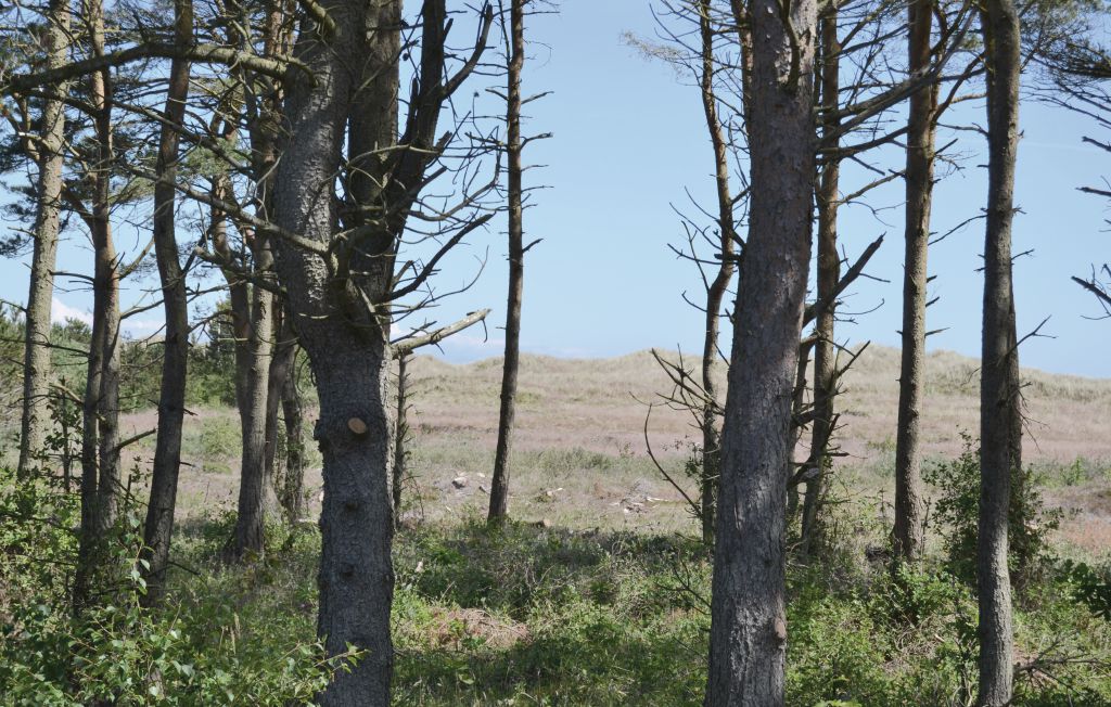 Ferienhaus - Ålbæk , Dänemark - A18795 9