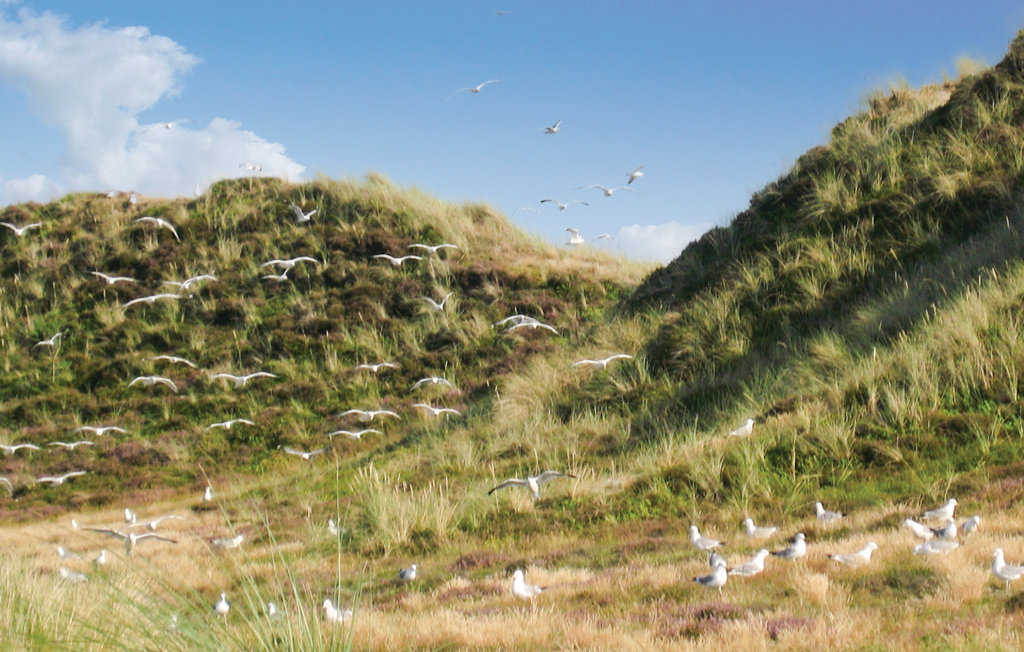Ferienhaus - Sønderho Strand , Dänemark - A2259 24
