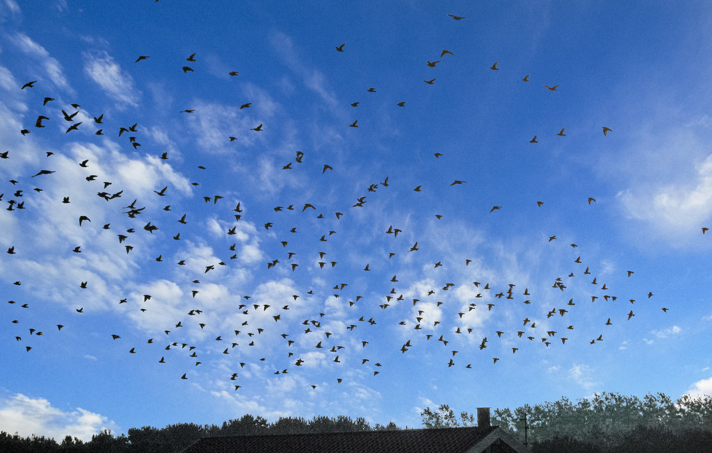 Ferienhaus - Sønderho Strand , Dänemark - A2259 25