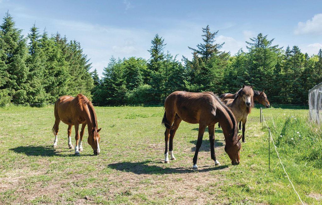 Feriehuse - Henne , Danmark - A3288 9