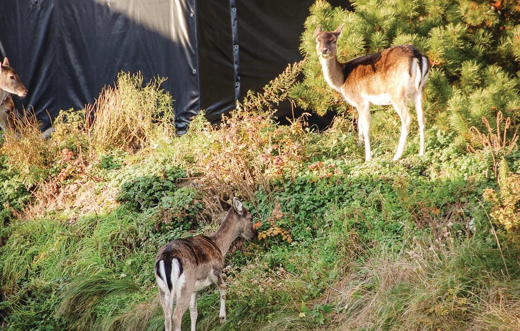 Ferienhaus - Blåvand , Dänemark - A3422 36