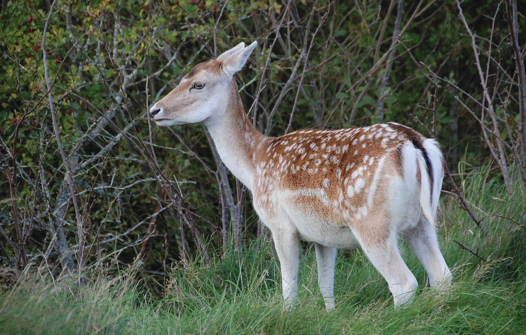 Ferienhaus - Blåvand , Dänemark - A3519 27