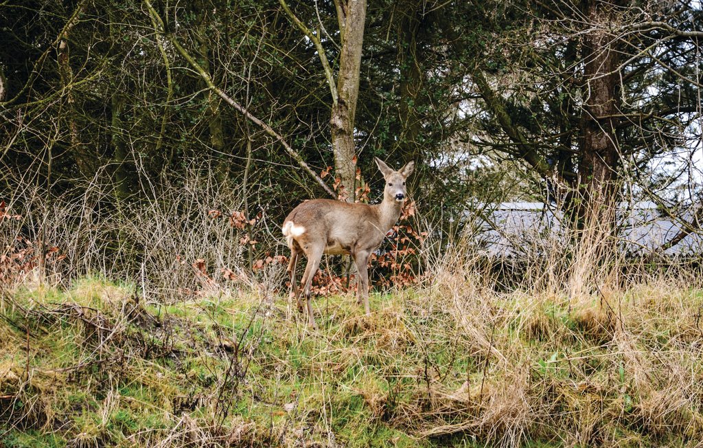 Semesterhus - Søndervig/Lodbjerg Hede , Danmark - A4150 24
