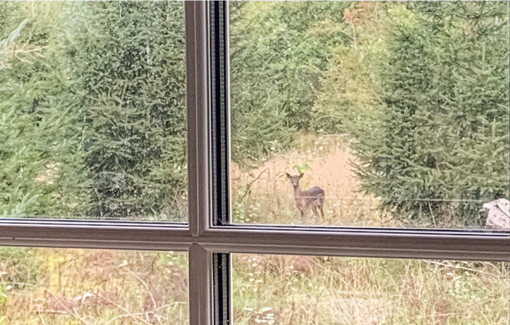 Feriehuse - Råsted , Danmark - A4339 21