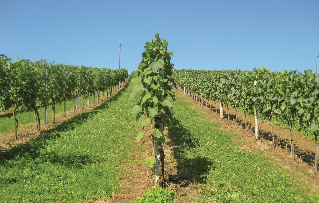 Ferienwohnung - Eisenberg , Österreich - ABU117 10