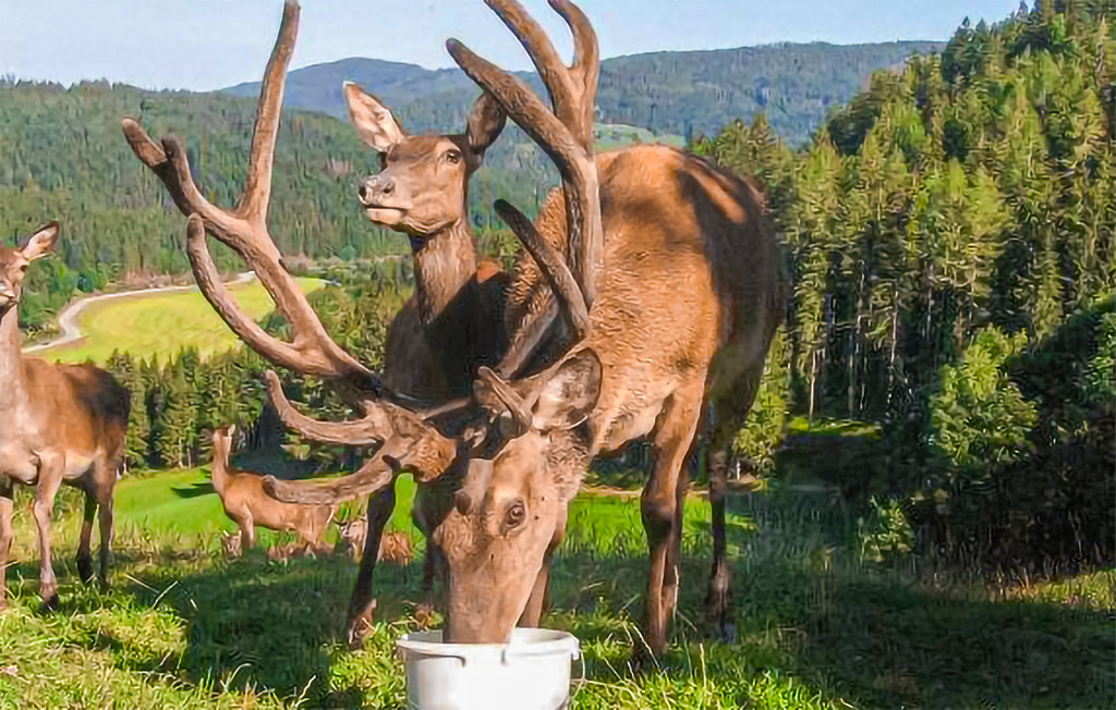 Feriehus - Deutsch-Griffen , Østerrike - AKA139 18