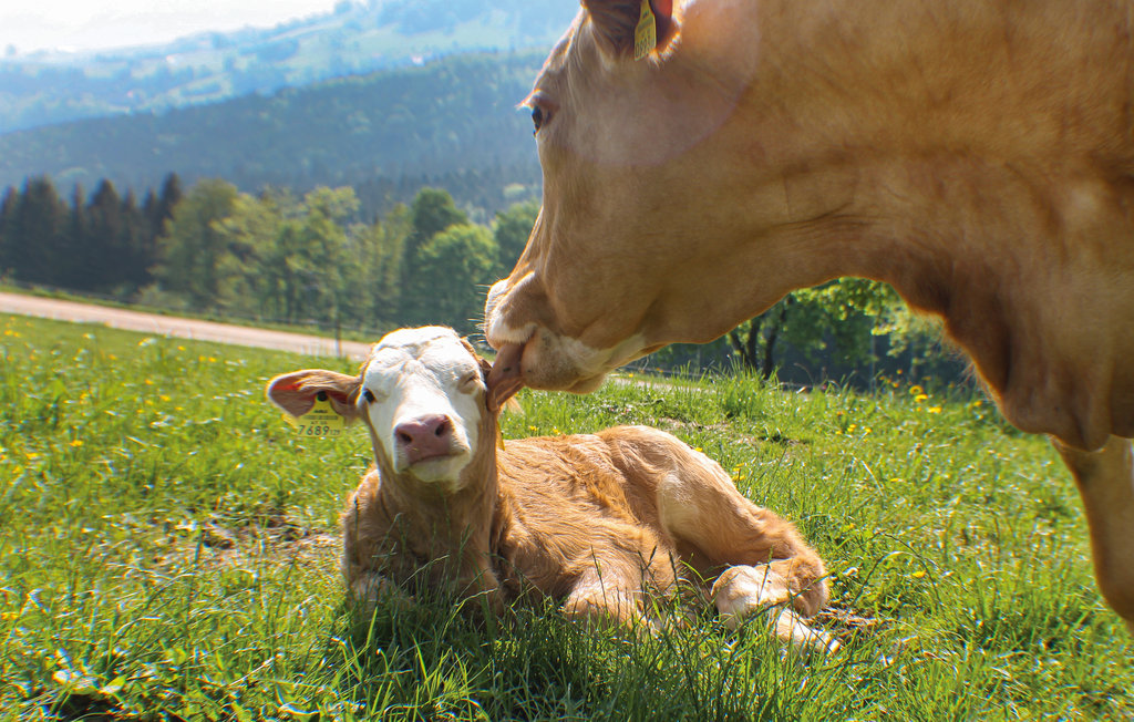 Ferieleilighet - Mostviertel , Østerrike - ANO113 6