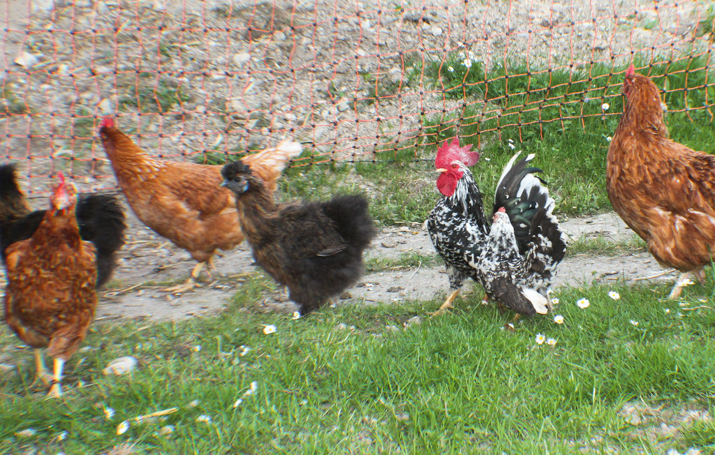 Ferieleilighet - Mostviertel , Østerrike - ANO113 7