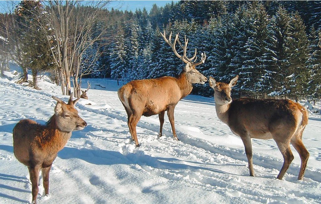 Semesterhus - Hirschalm , Österrike - AOE115 18