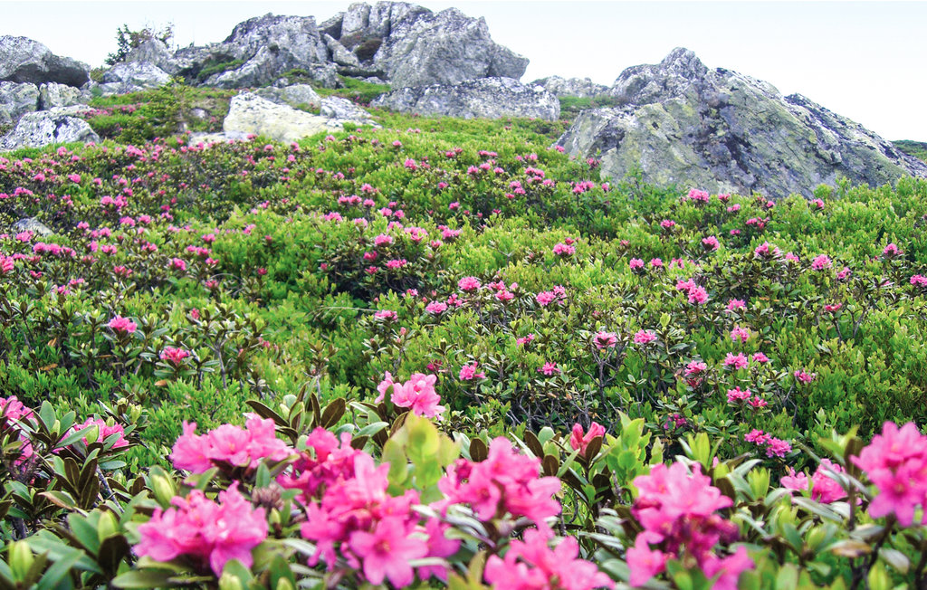 Ferieleilighet - Sankt Peter am Kammersberg , Østerrike - AST118 12