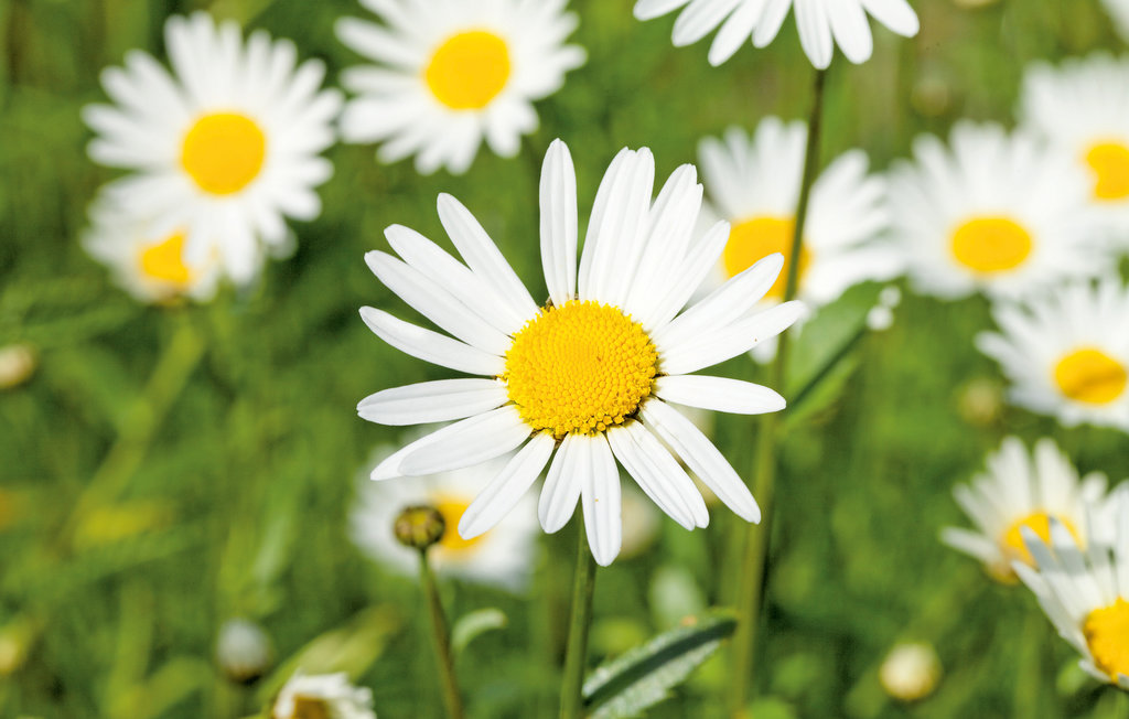 Feriehus - Tannheim , Østerrike - ATI065 26
