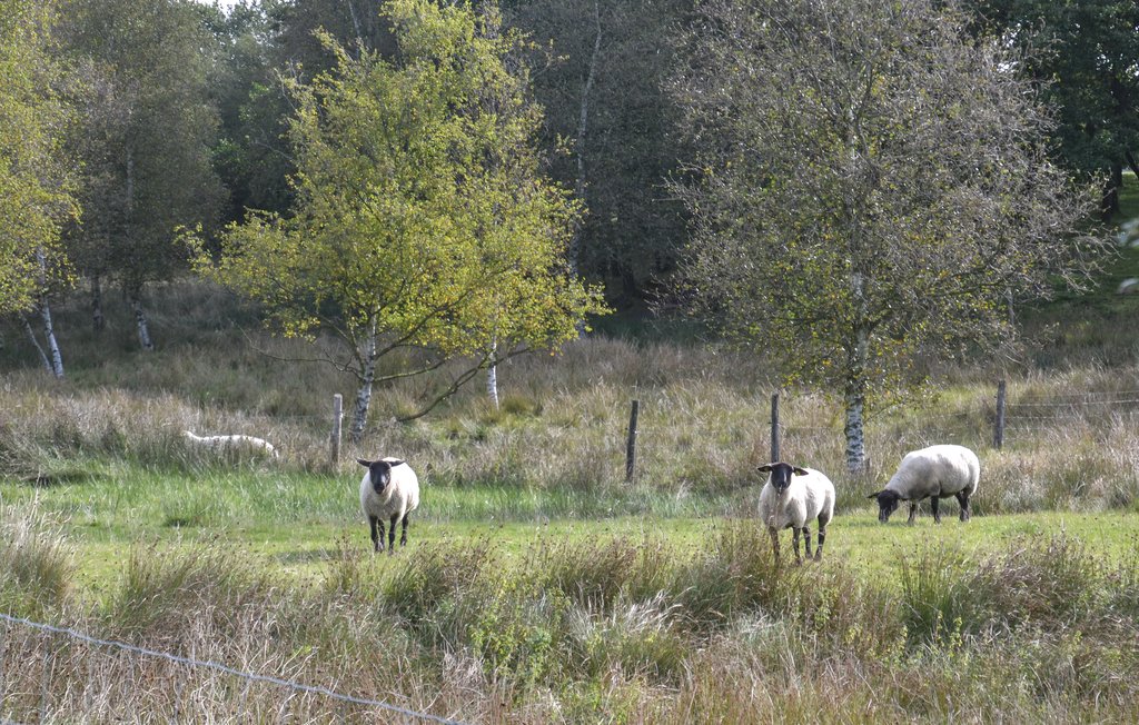 Feriehuse - Holme Å hytteby , Danmark - B3419 15