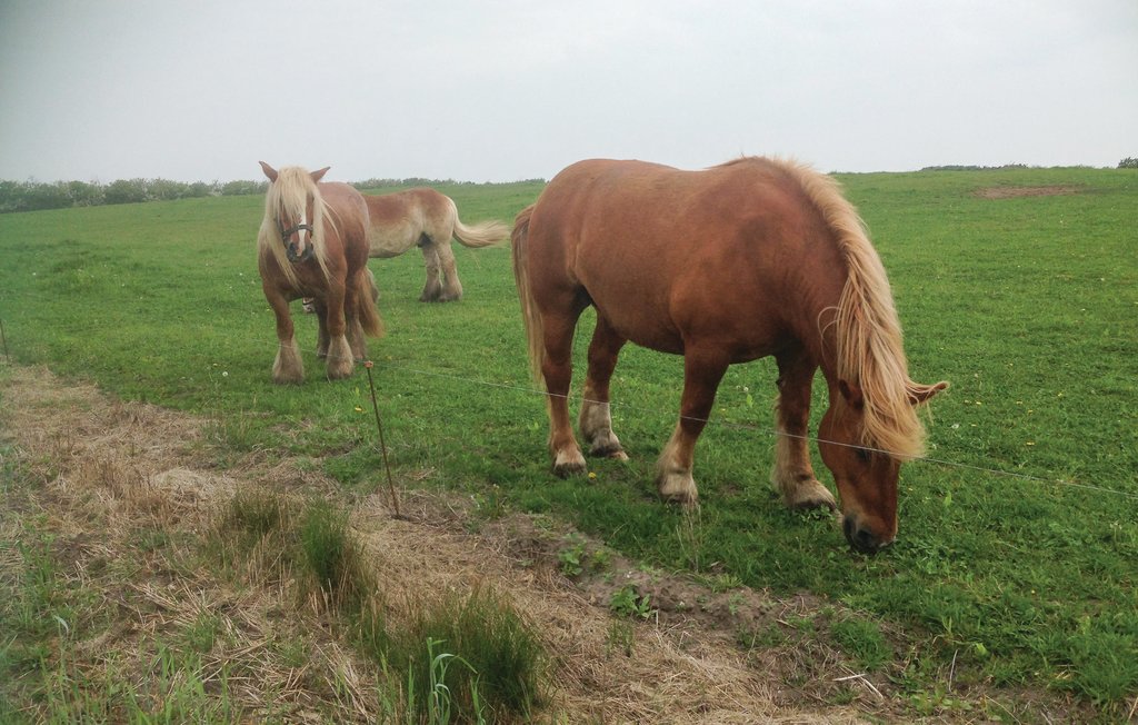 Ferienhaus - Ejsing Strand , Dänemark - B5381 21