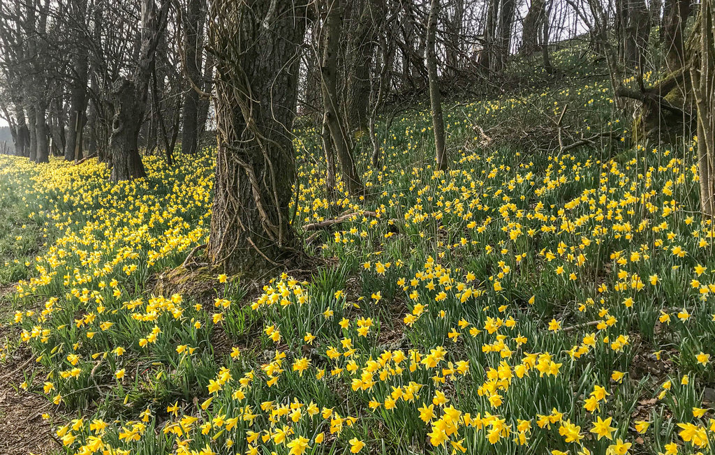 Lejlighed - Büllingen , Belgien - BLU104 28