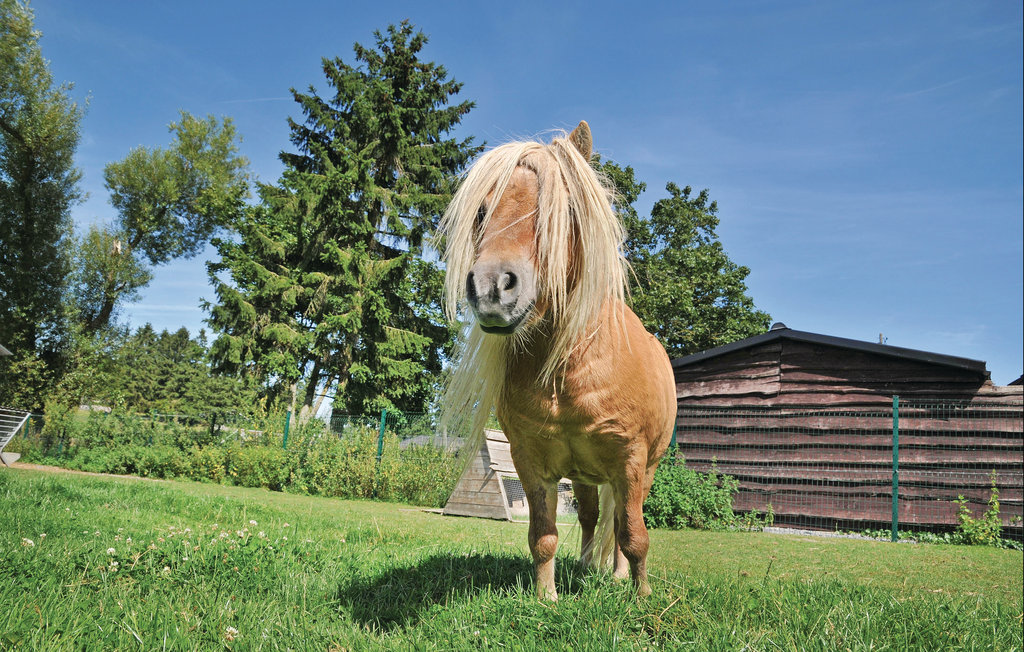 Feriehus - Somme-Leuze , Belgia - BNA031 14