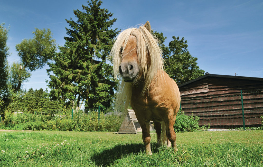 Ferienhaus - Somme-Leuze , Belgien - BNA033 26