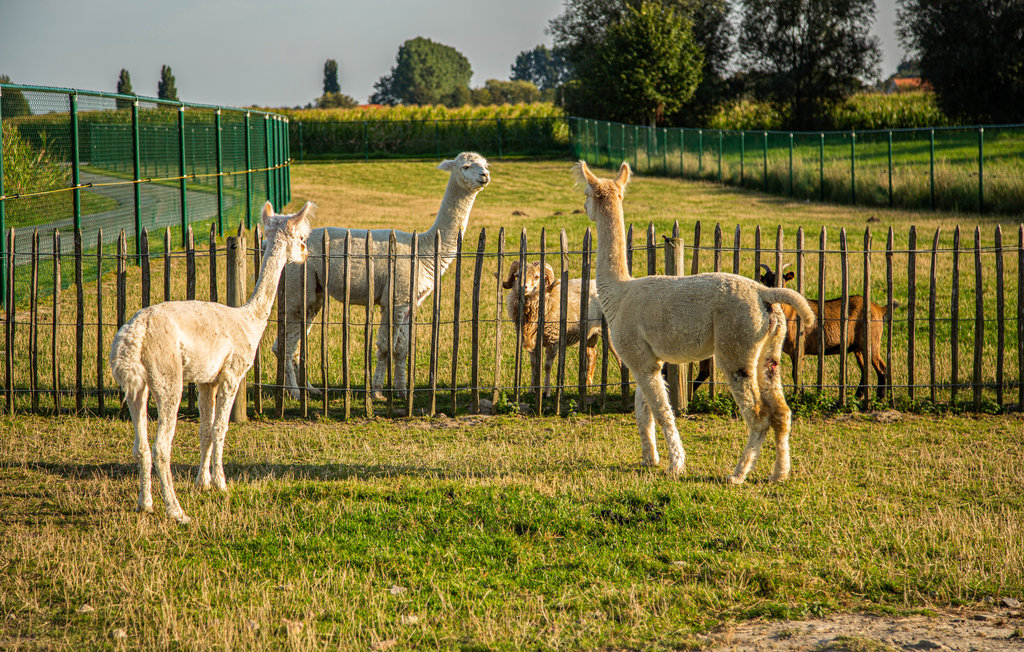 Ferienhaus - Diksmuide , Belgien - BVA176 31