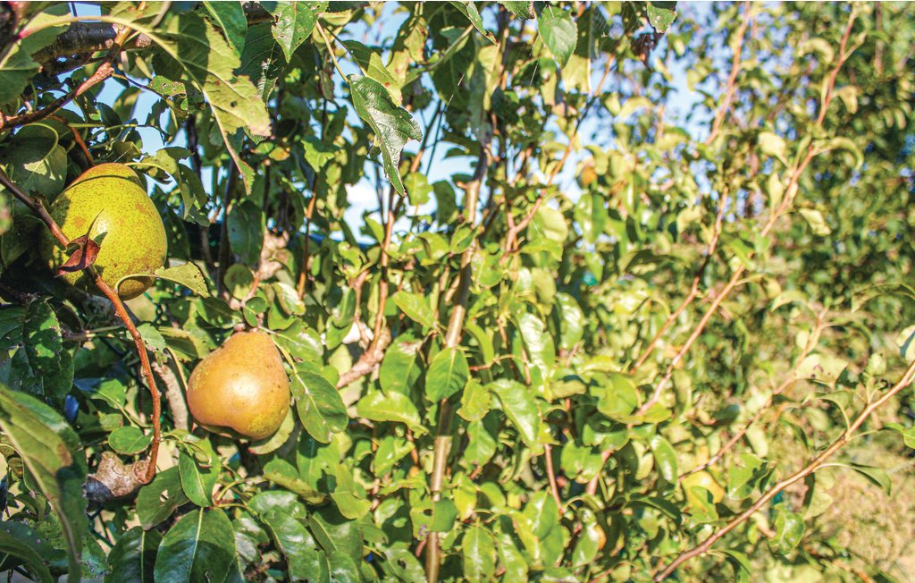 Semesterhus - Brugge , Belgien - BVA272 32