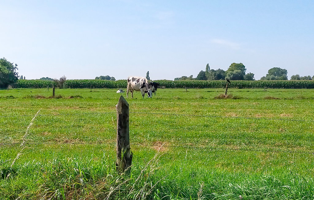 Ferienhaus - Knesselare , Belgien - BVO018 39