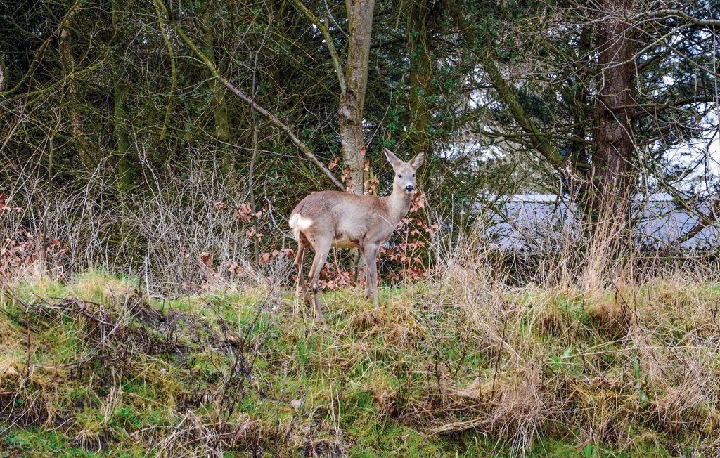 Feriehuse - Søndervig , Danmark - C07053 20