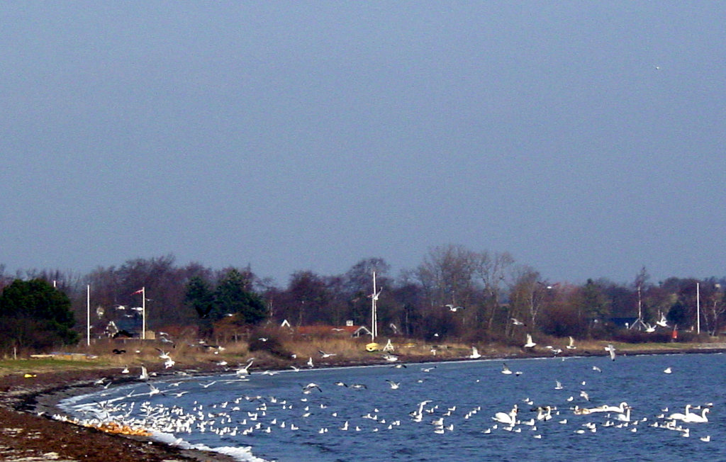 Ferienhaus - Grønninghoved Strand , Dänemark - C2026 14