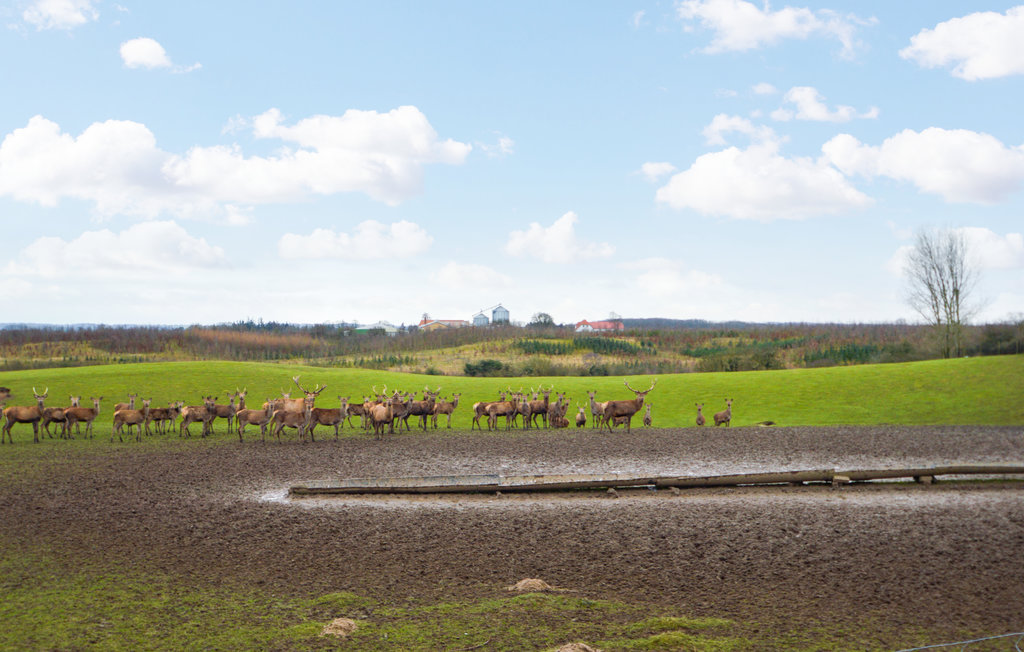 Feriehuse - Sandersvig , Danmark - C2199 29