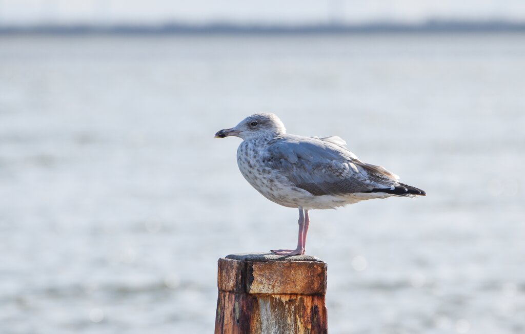 Ferienhaus - Thorsminde , Dänemark - C75329 26