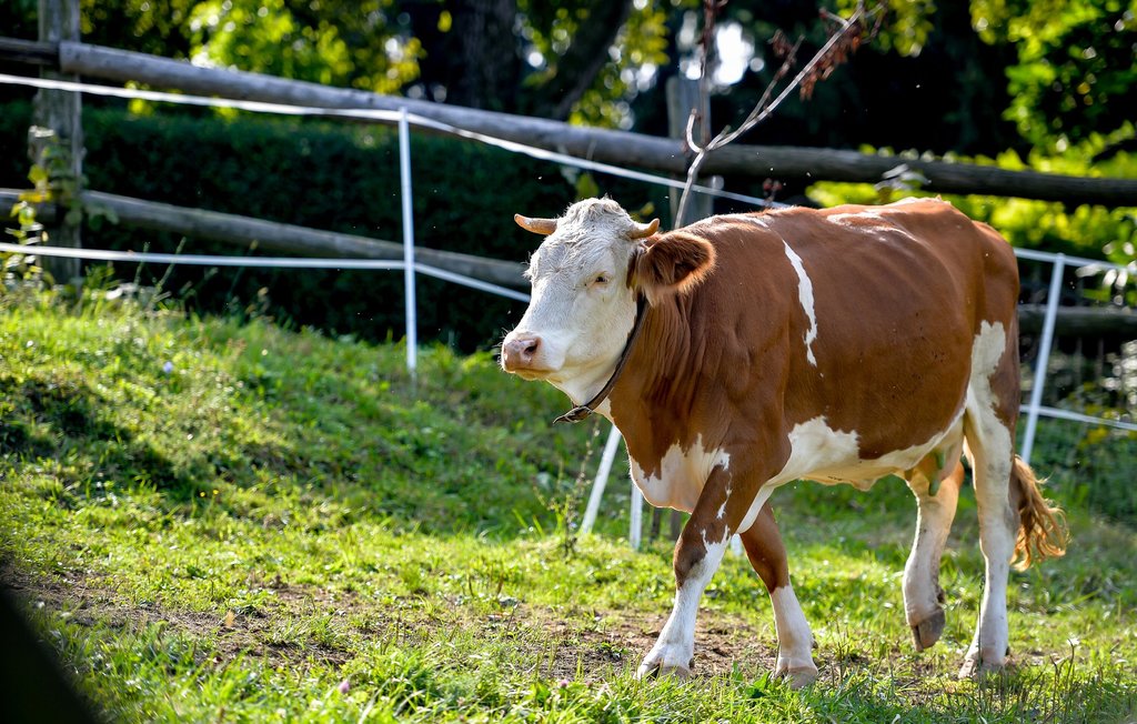 Feriehuse - Varazdin-Seketin , Kroatien - CCC076 42