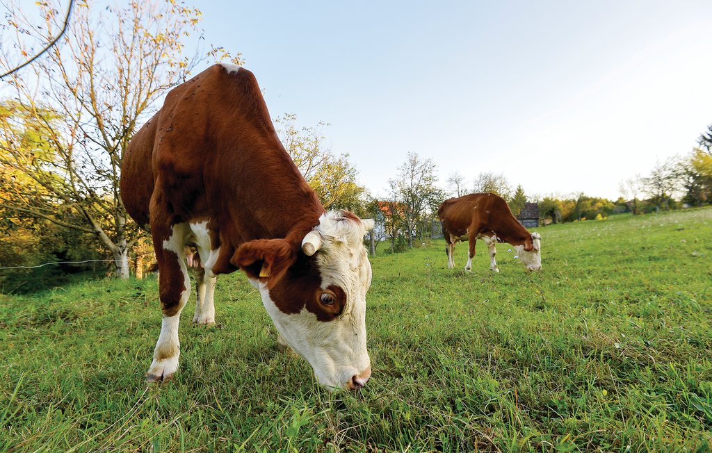 Ferienhaus - Velika Gorica-Pokupsko , Kroatien - CCC047 56