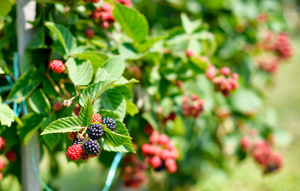 Semesterhus - Varazdin-Jalzabet , Kroatien - CCC309 23