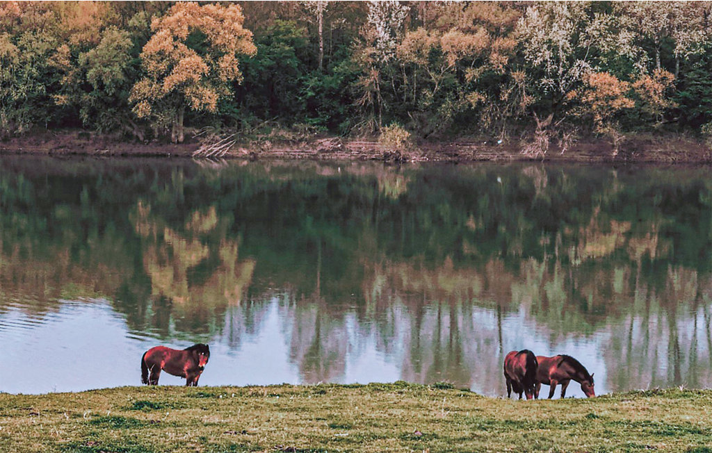 Kuća-za-odmor - Lonjsko polje - Drenov Bok , Hrvatska - CCC399 27
