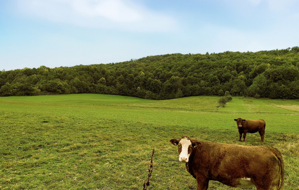 Ferienhaeuser - Gospic - Perusic , Kroatien - CCL193 32