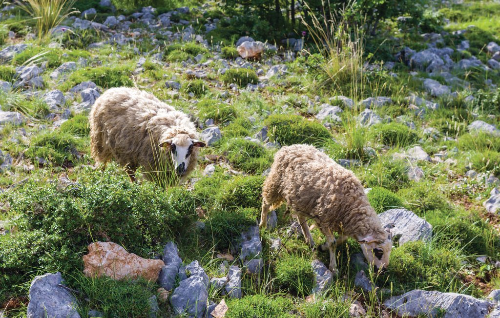 Feriehuse - Biograd-Lisane Tinjske , Kroatien - CDA272 40