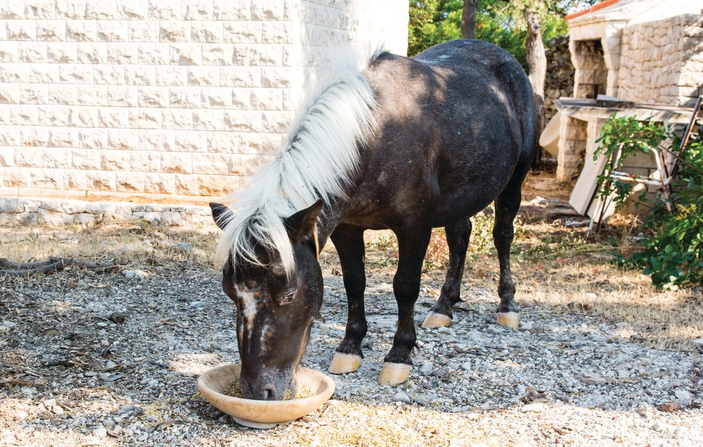 Feriehuse - Brac-Pucisca , Kroatien - CDB376 15