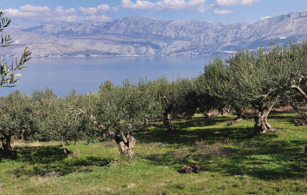 Feriehuse - Brac-Postira , Kroatien - CDB396 4