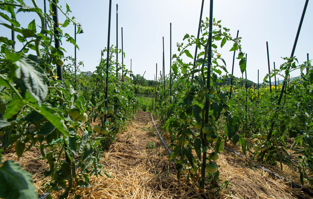 Feriehuse - Split-Sinj , Kroatien - CDC941 24