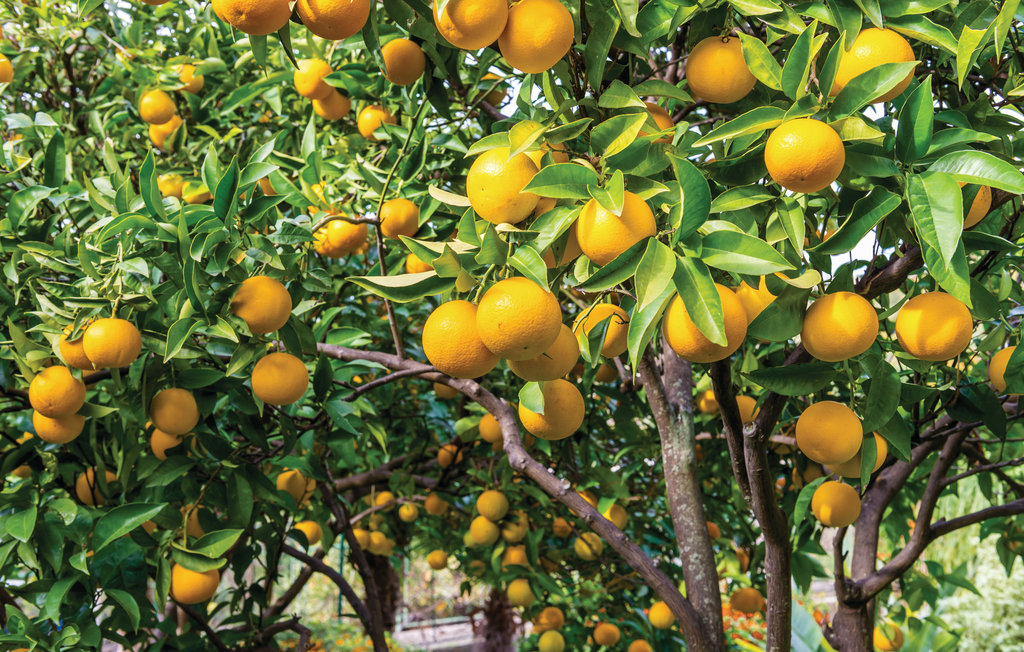 Feriehuse - Dubrovnik-Trsteno , Kroatien - CDD321 15