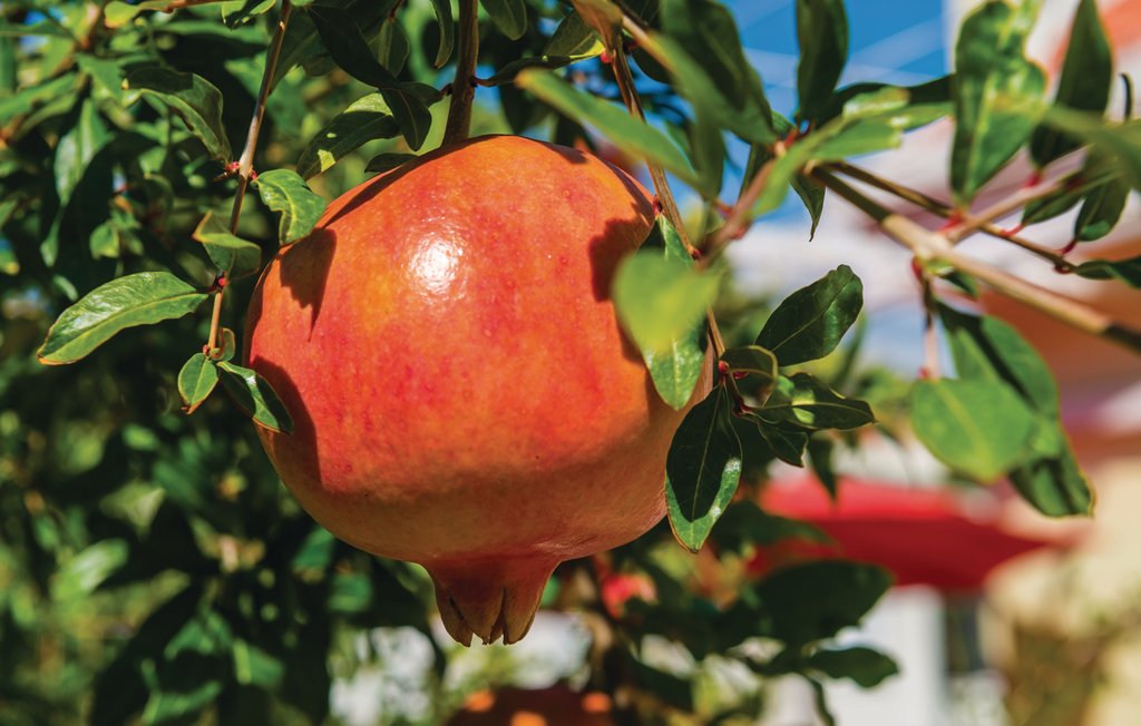 Ferienwohnung - Dubrovnik-Zaton Veliki , Kroatien - CDD544 10