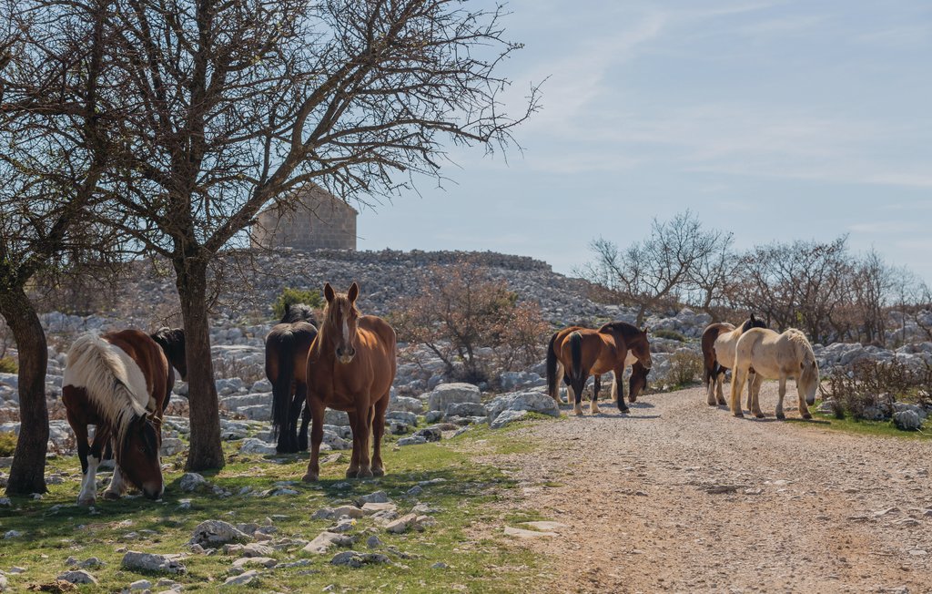 Feriehus - Makarska-Podgora , Kroatia - CDF995 13