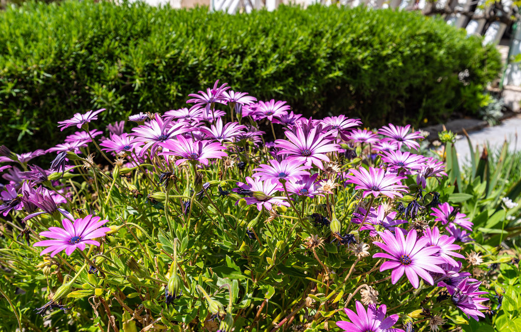 Lejlighed - Vir-Vir , Kroatien - CDI015 10