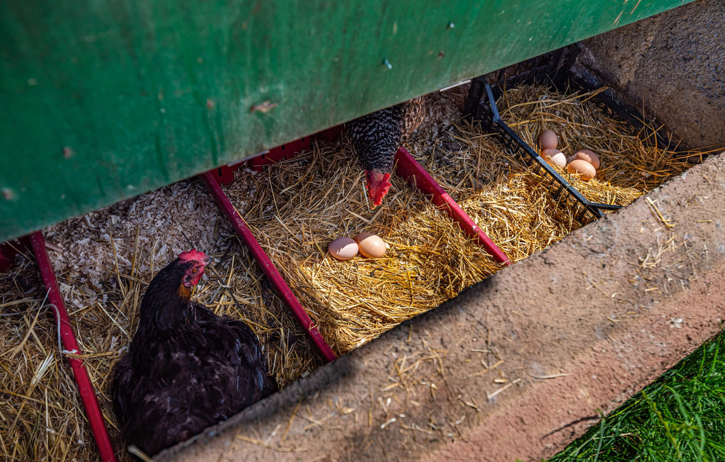 Ferienhaus - Zadar - Posedarje , Kroatien - CDI012 26
