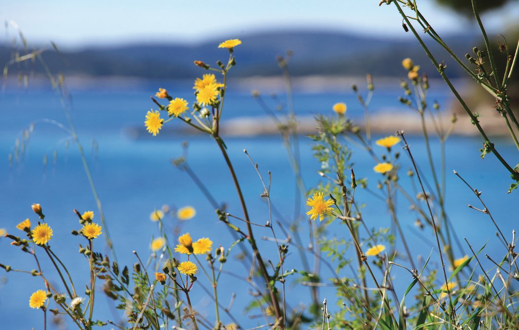 Lejlighed - Peljesac-Orebic , Kroatien - CDP241 17