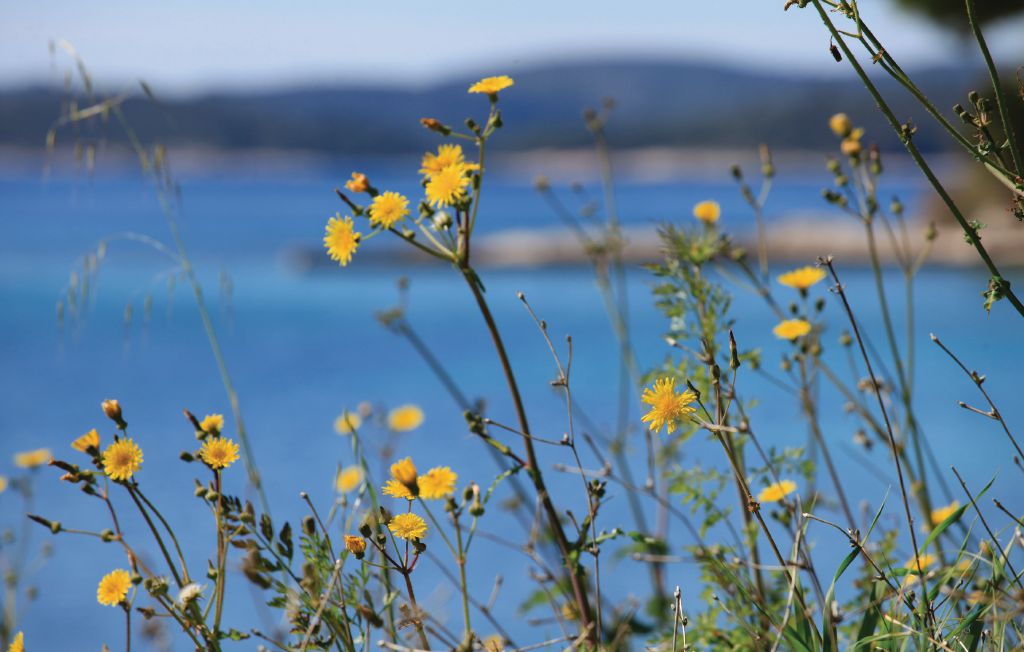 Ferienhaus - Peljesac-Viganj , Kroatien - CDP240 38