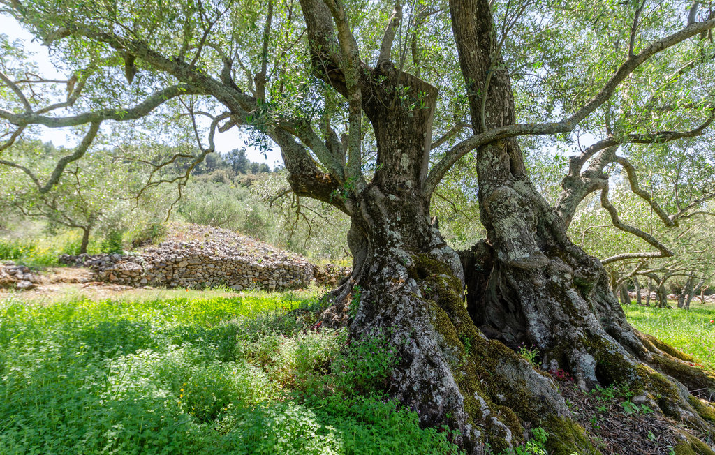 Feriehuse - Korcula-Prigradica , Kroatien - CDS194 44