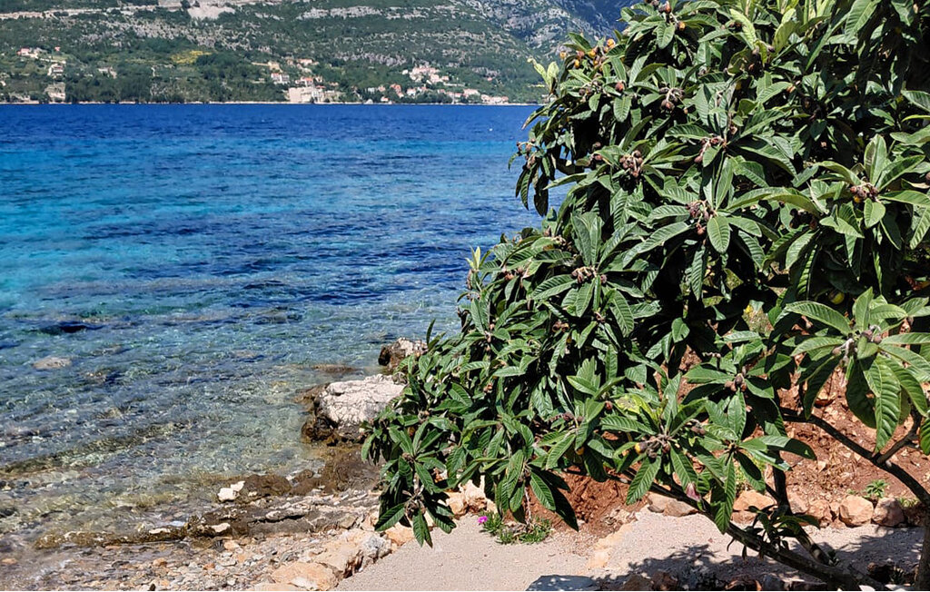 Feriehuse - Korcula-Zrnovska Banja , Kroatien - CDS519 13