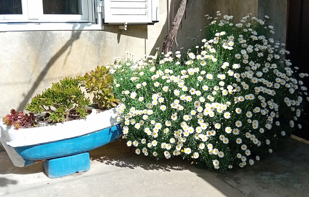 Semesterhus - Iz - Veli Iz , Kroatien - CDU555 1