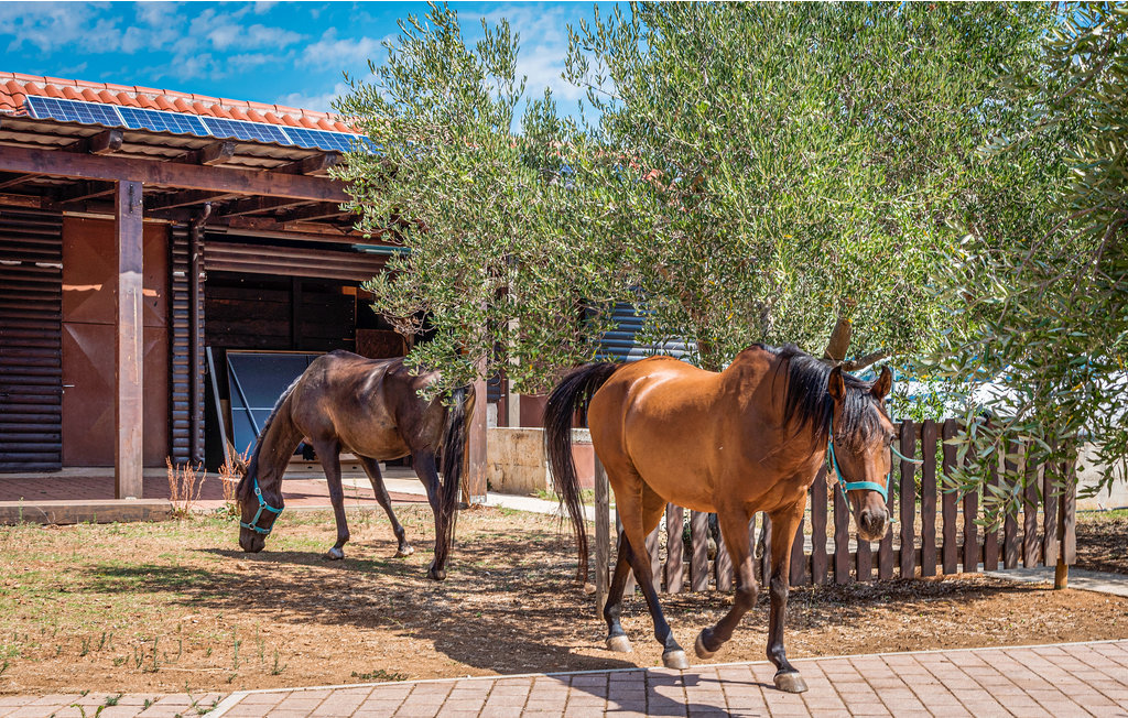 Feriehuse - Vodice-Ivinj , Kroatien - CDV846 39