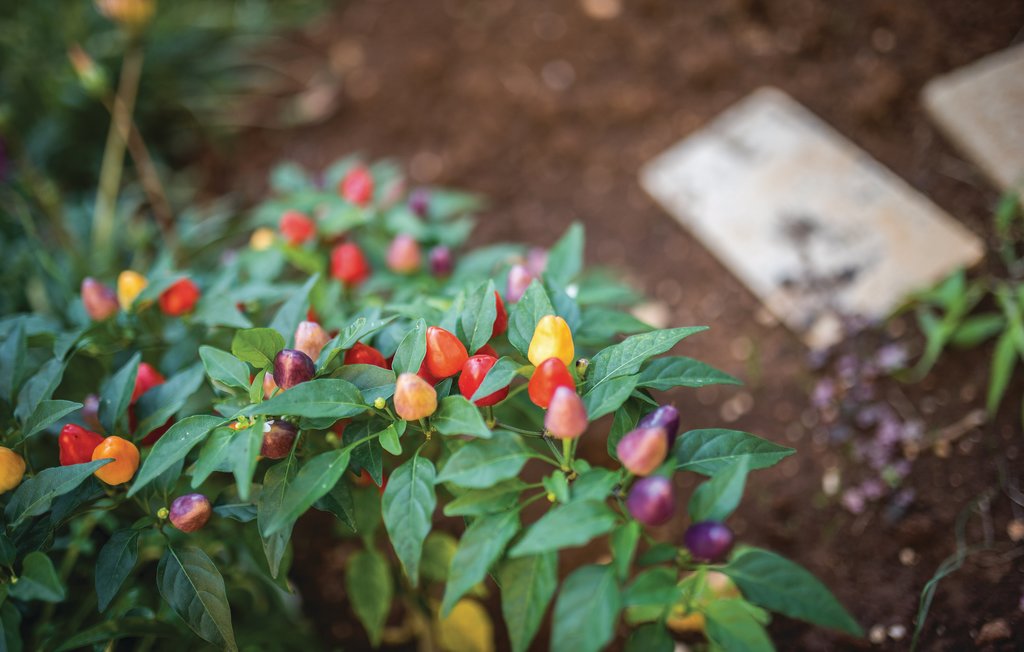 Ferieleilighet - Rogoznica , Kroatia - CDV617 11